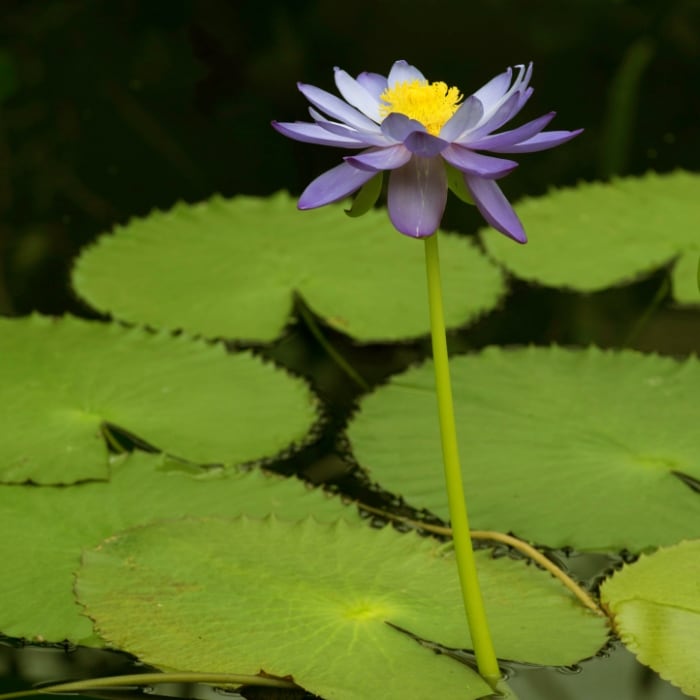 violet lotus