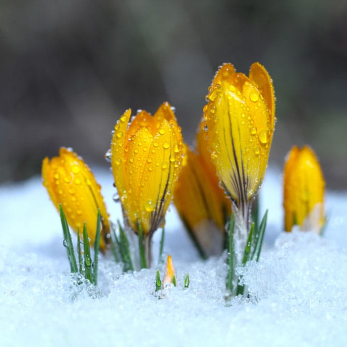 Yellow flowers popping throw snow