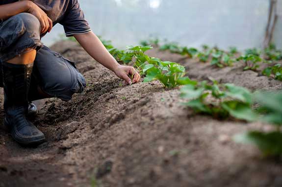 Farmer kneeling down inspecting crop.