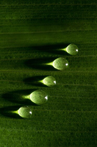 Close-up of water droplets on green leaf surface